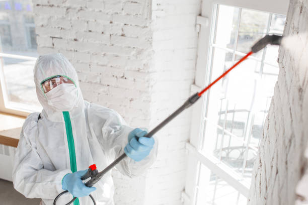 Professional Mold Removal in Sherman, TX